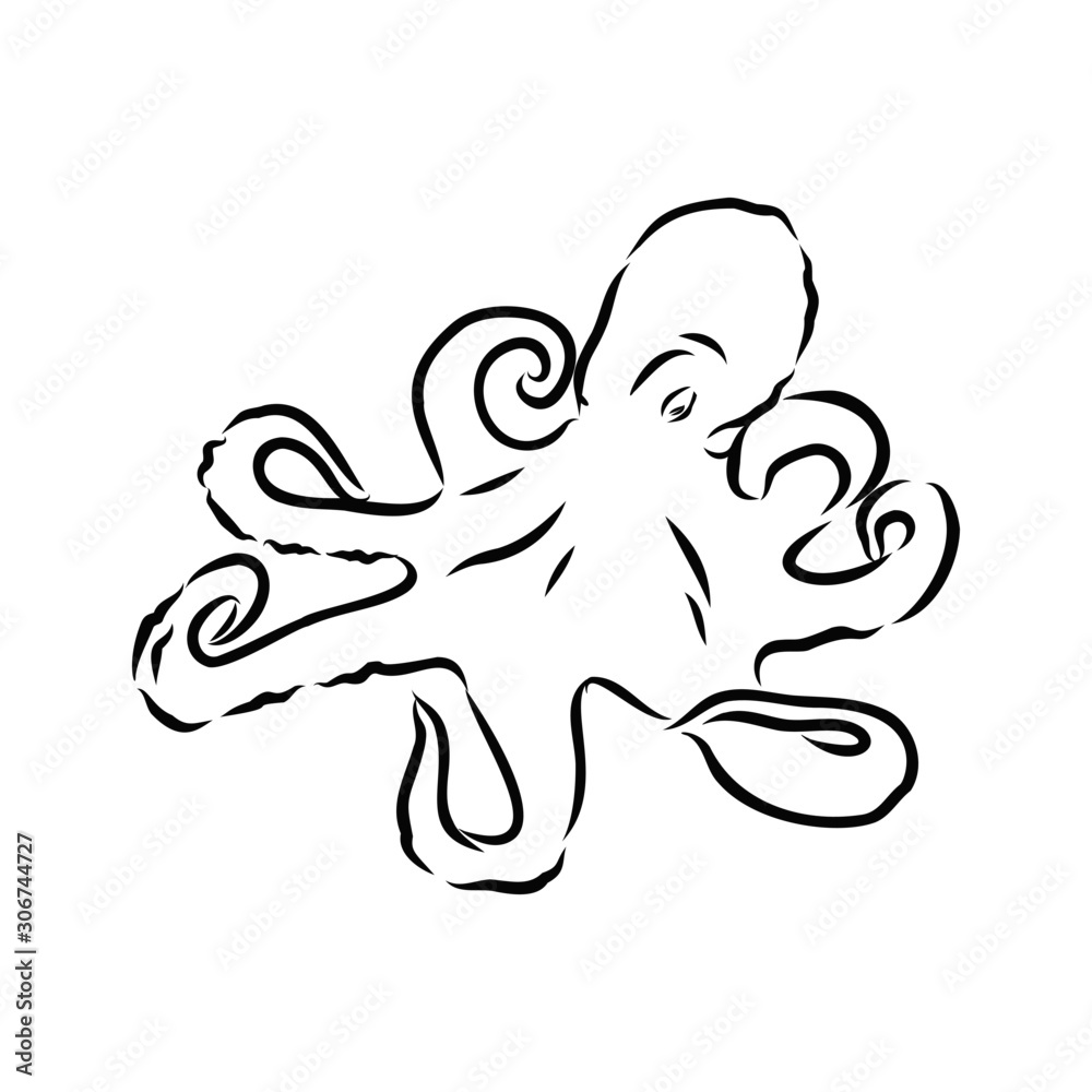 vector illustration of octopus vector illustration of octopus