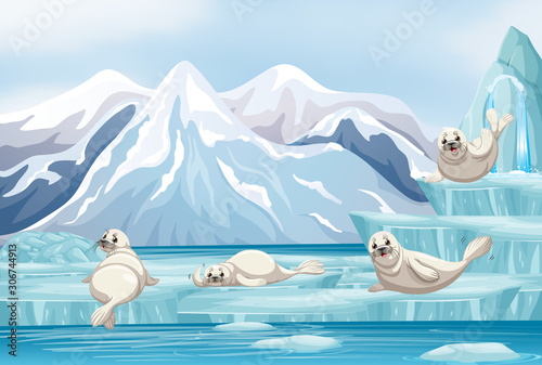 Scene with white seals on ice