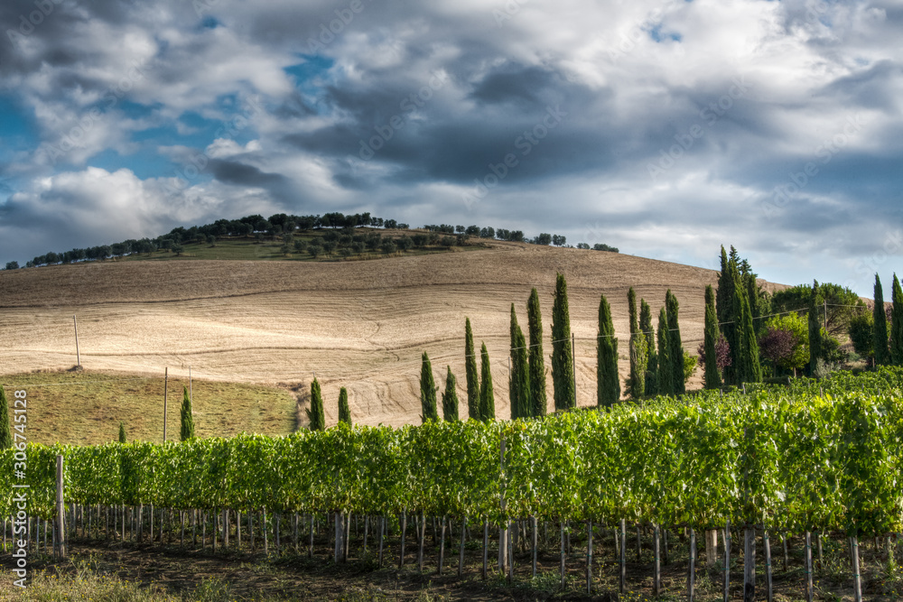 Obraz premium Tuscan landscape with cypress trees.jpg
