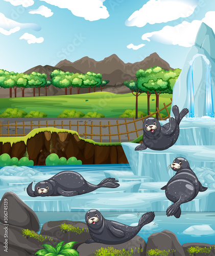 Scene with seals at the zoo
