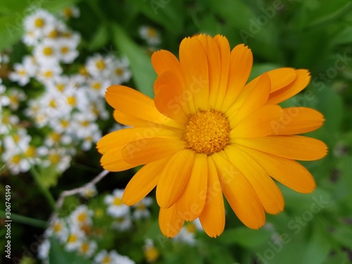 Calendula officinalis     herbaceous plant of the genus Calendula of the family Aster  Asteraceae .