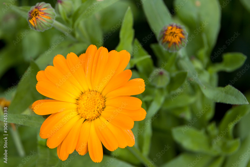 Calendula officinalis — herbaceous plant of the genus Calendula of the family Aster (Asteraceae). Calendula officinalis — herbaceous plant of the genus Calendula of the family Aster (Asteraceae).