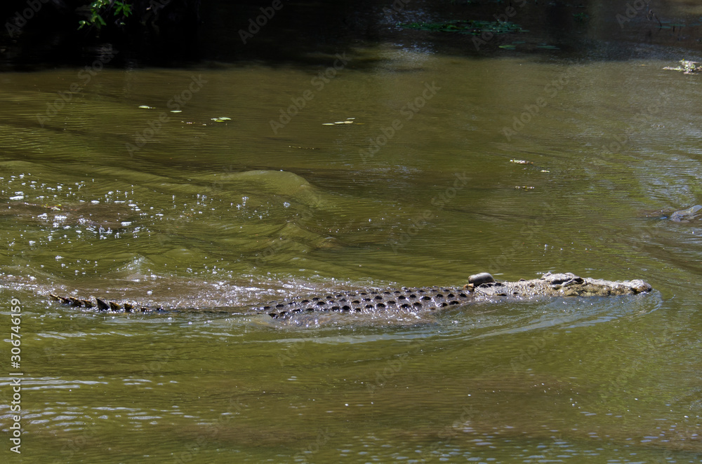 Crocodile du Nil , avec balise , Crocodylus niloticus, Afrique du Sud Crocodile du Nil , avec balise , Crocodylus niloticus, Afrique du Sud