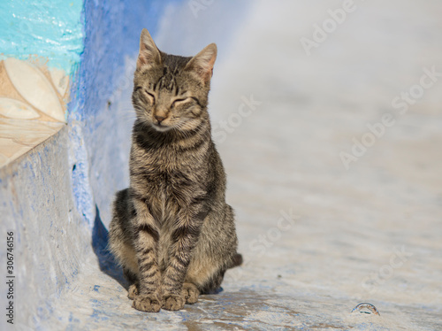 Cat in the streets of Chefchaouen, Morocco © urdialex