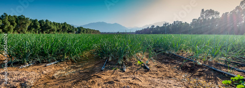 Panoramic view on field with ripening onions. Agriculture industry in desert areas of the Middle East