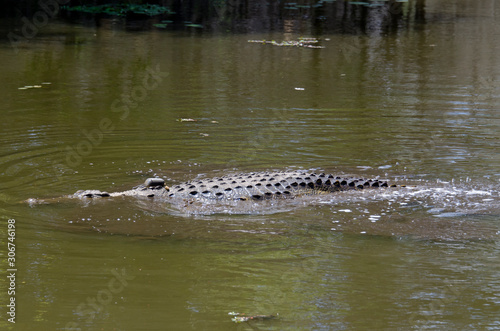 Crocodile du Nil , avec balise , Crocodylus niloticus, Afrique du Sud
