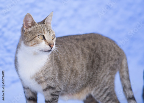 Cat in the streets of Chefchaouen, Morocco photo