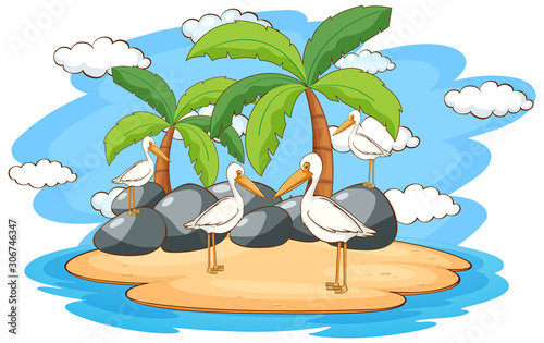 Scene with pelican birds on the island