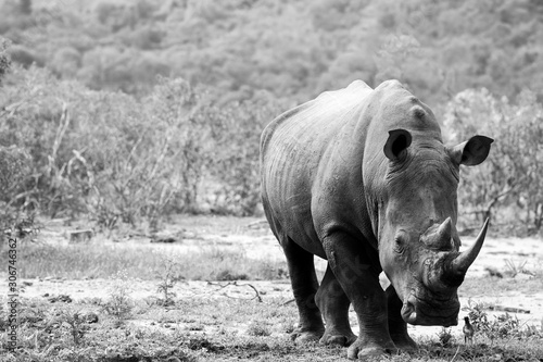 Rhino in kruger