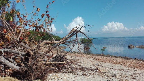 Tree on the beach