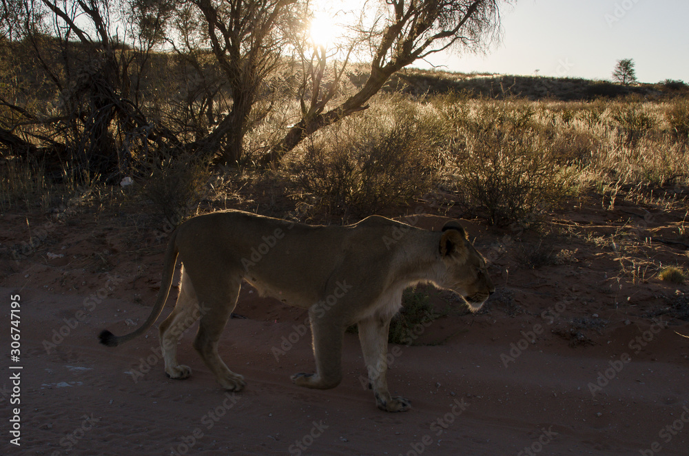 Lion, femelle, Panthera leo, Parc national du Kalahari, Afrique du Sud Lion, femelle, Panthera leo, Parc national du Kalahari, Afrique du Sud