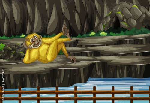 Scene with gibbon at the zoo