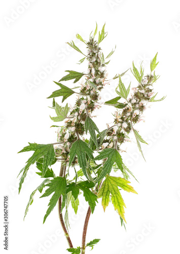 Blooming Leonurus cardiaca or motherwort on a white background