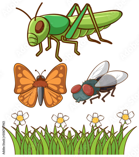 Isolated picture of different insects