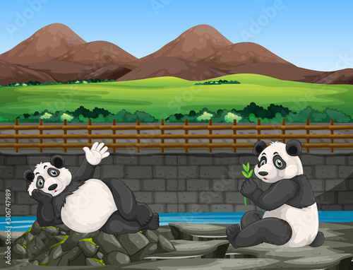 Scene with two pandas at the zoo