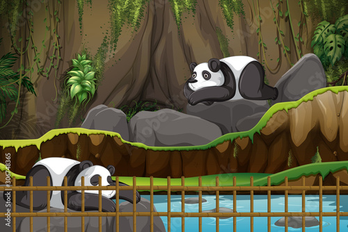 Scene with two pandas at the zoo