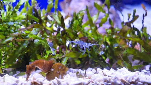 Sea horses and shrimp in aquarium - small marine fish in the genus Hippocampus photo