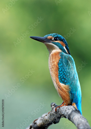 Common Kingfisher photo