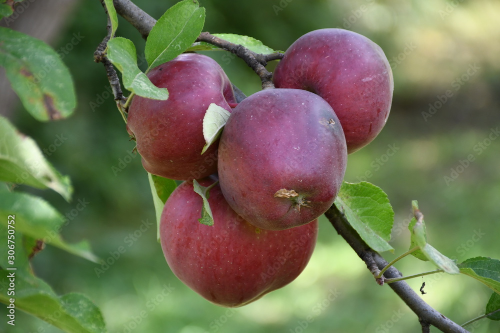 red apples on a branch