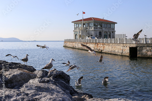 Seagulls flying to the historic Moda Pier