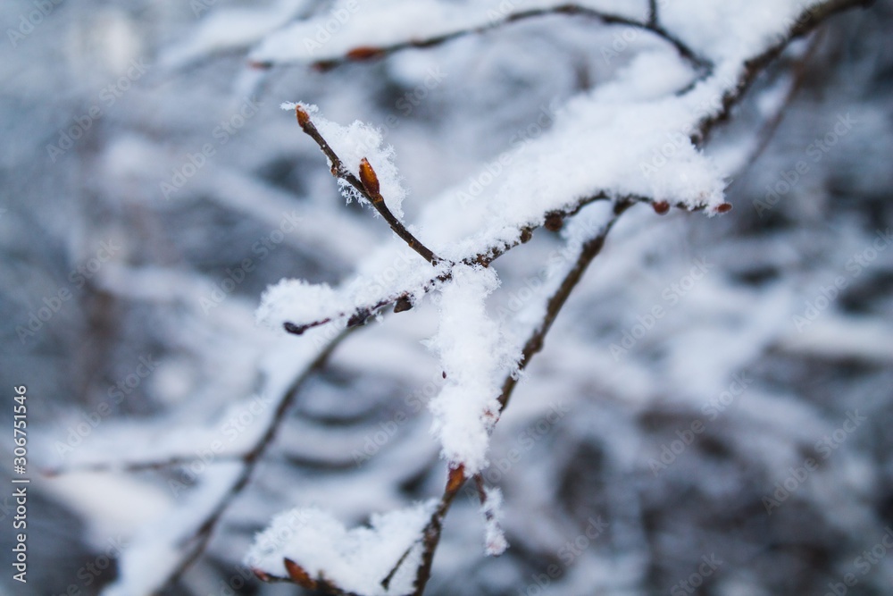 Obraz premium зимний лес