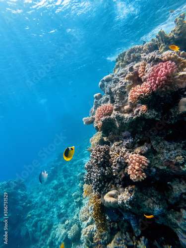 Fototapeta Naklejka Na Ścianę i Meble -  colorful corals and exotic fishes at the bottom of the Red sea. beautiful natural summer background