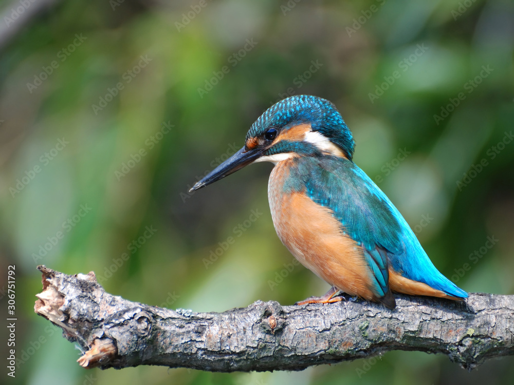 Common Kingfisher