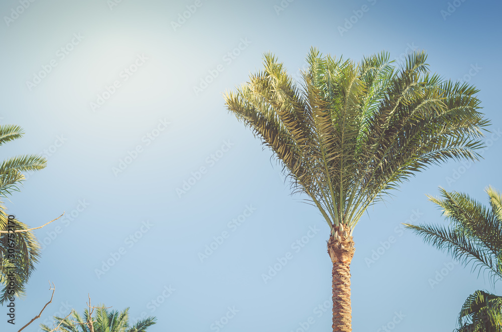 Green palm trees against the background of blue sky, natural landscape Green palm trees against the background of blue sky, natural landscape