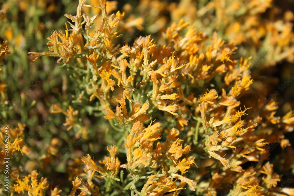 Along Ryan Mountain Trail in Joshua Tree National Park grows this Southern Mojave Desert native plant, Green Rabbitbrush, Ericameria Teretifolia. Along Ryan Mountain Trail in Joshua Tree National Park grows this Southern Mojave Desert native plant, Green Rabbitbrush, Ericameria Teretifolia.