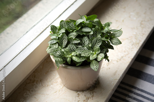 Obraz na płótnie House plant : Fittonia albivenis (nerve plant) from above grows in the flower pot. Small Slow-Growing Indoor Plant on windowsill. Ornamental houseplant. Acanthaceae w salonie