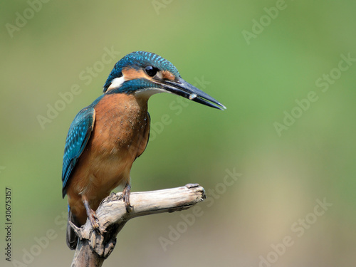Common Kingfisher photo