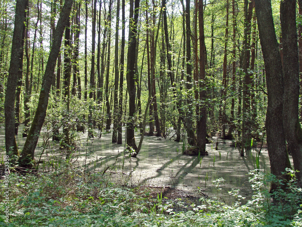 Flooded forest 2 Flooded forest 2