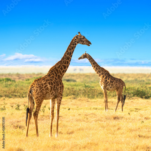 Giraffes in the African savannah. Masai Mara National Park, Kenya. Africa landscape.