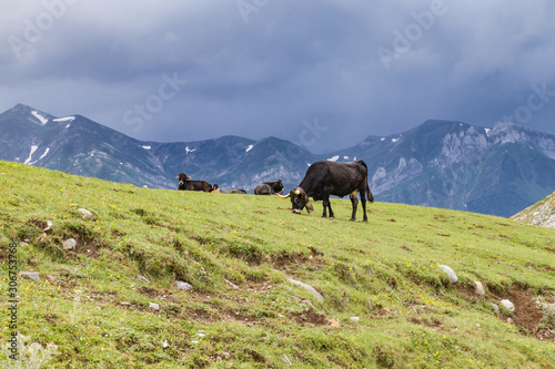 Cows in stormy mountains
