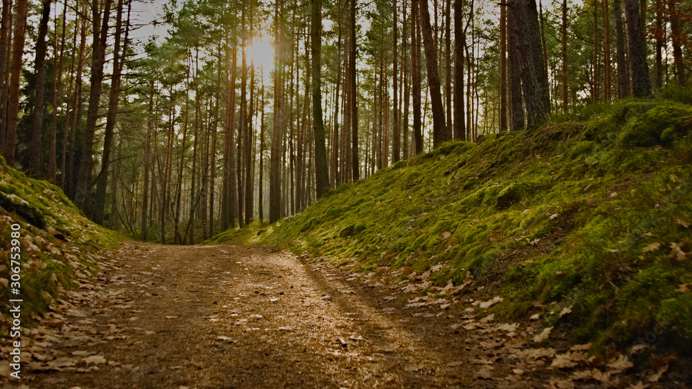 Fototapeta premium Las