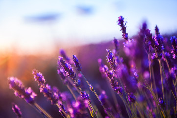 Glasbilder Natur Lavendelblüten bei Sonnenuntergang in der Provence, Frankreich. Makrobild, geringe Schärfentiefe. Schöner Naturhintergrund  © smallredgirl