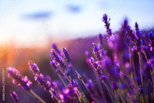 Lavender flowers at sunset in Provence, France. Macro image, shallow depth of...