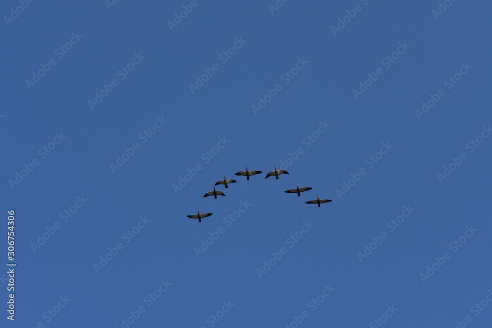 Rostgänse im Überflug