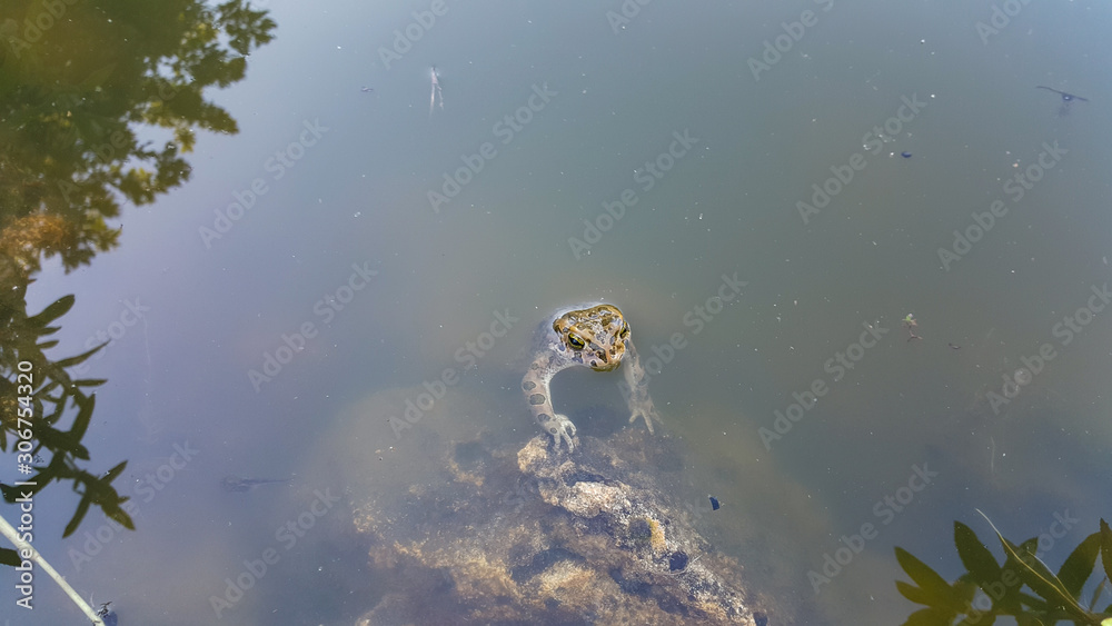 Fototapeta premium The frog in the water. Frog in the pond. The frog in the water.