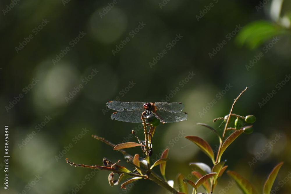 Rote Libelle Rote Libelle