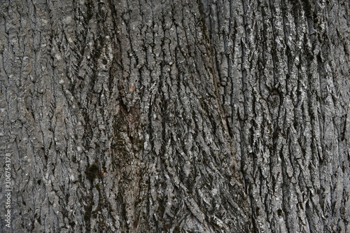 bark of a tree in the forest