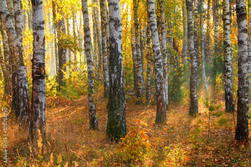 Beautiful autumn forest