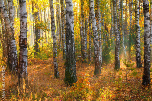 Beautiful autumn forest © alexugalek