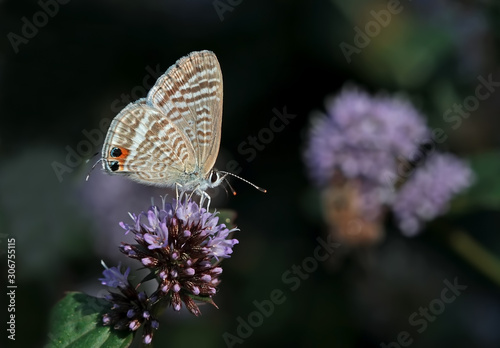  lampides butterfly ; Lampides boeticus photo