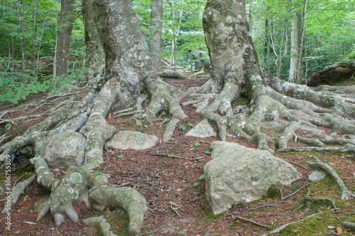 Roots of beech (Fagus sylvatica). Forest in a Montseny Natural Park, Catalonia, Spain