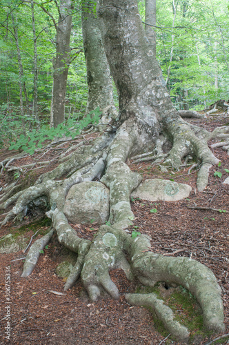 Roots of beech (Fagus sylvatica). Forest in a Montseny Natural Park, Catalonia, Spain