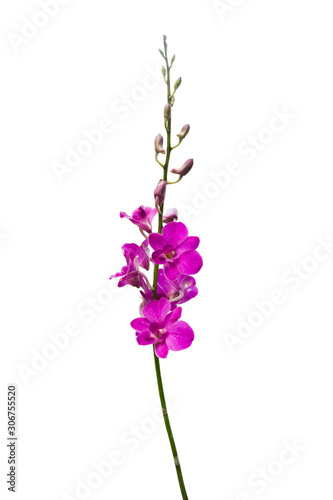 purple orchid isolated on white background