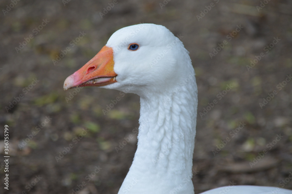 A goose at the farm