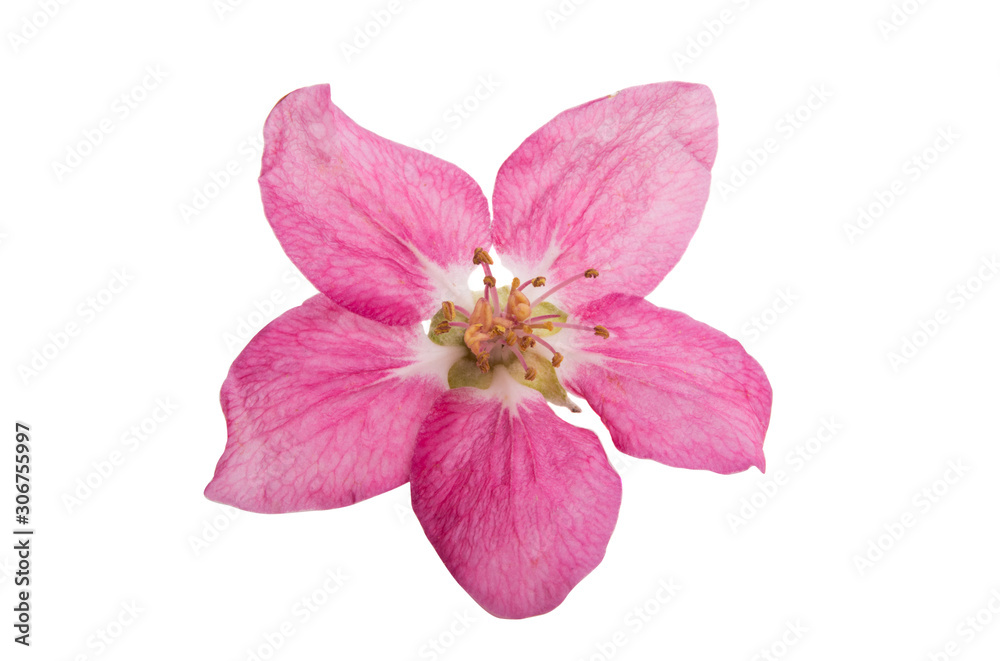 Obraz premium red apple tree flowers isolated