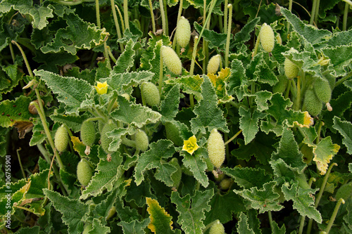 Ecballium elaterium, squirting cucumber or exploding cucumber plant. Leaves flowers and fruits.